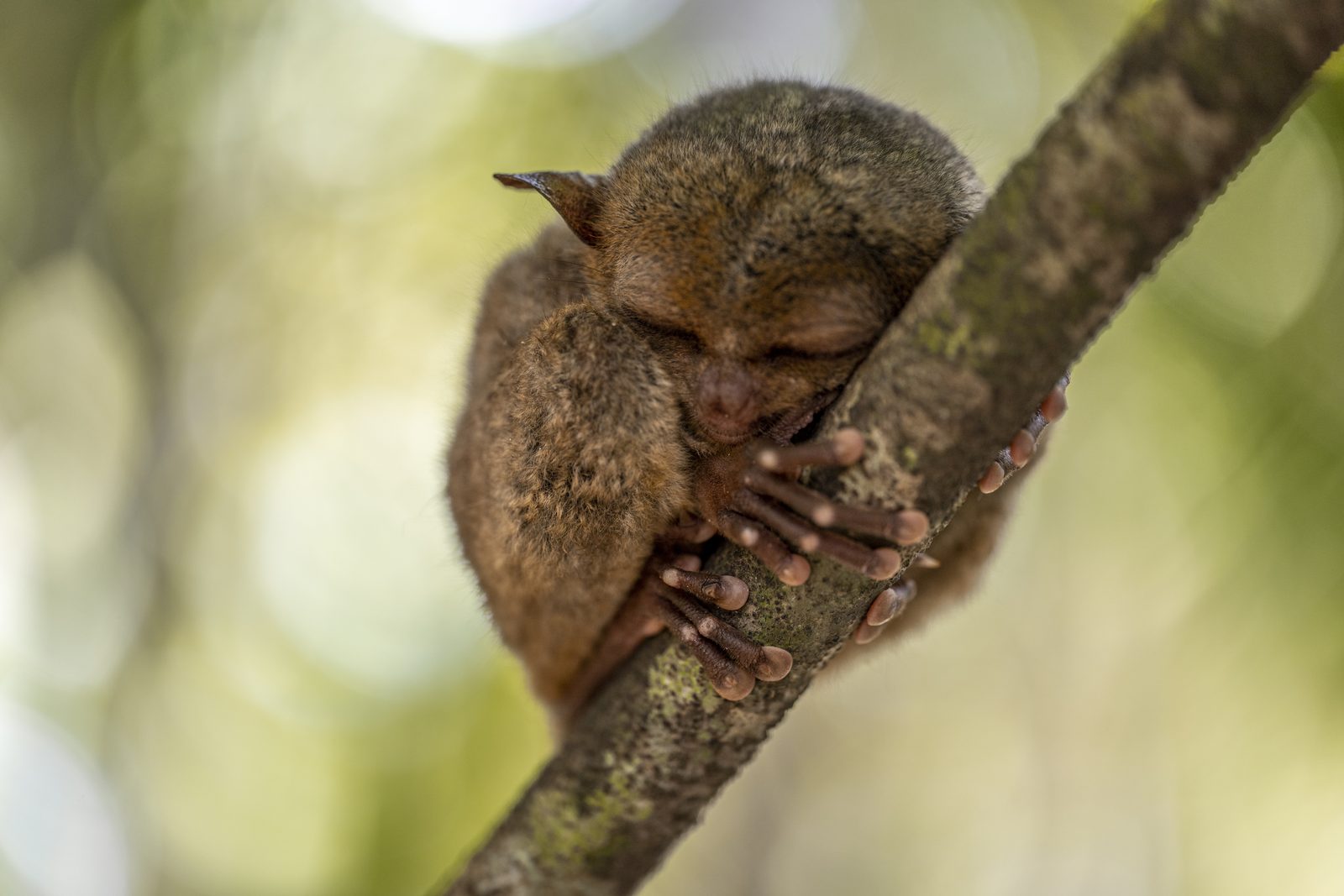 A Philippine tarsier curled asleep on a branch, daylight soft through the leaves.