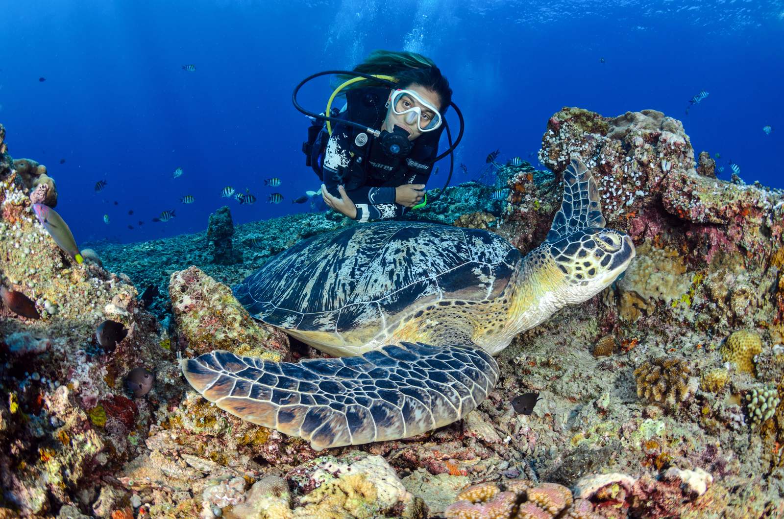 A green sea turtle over the Balicasag reef, a diver behind it in blue water.