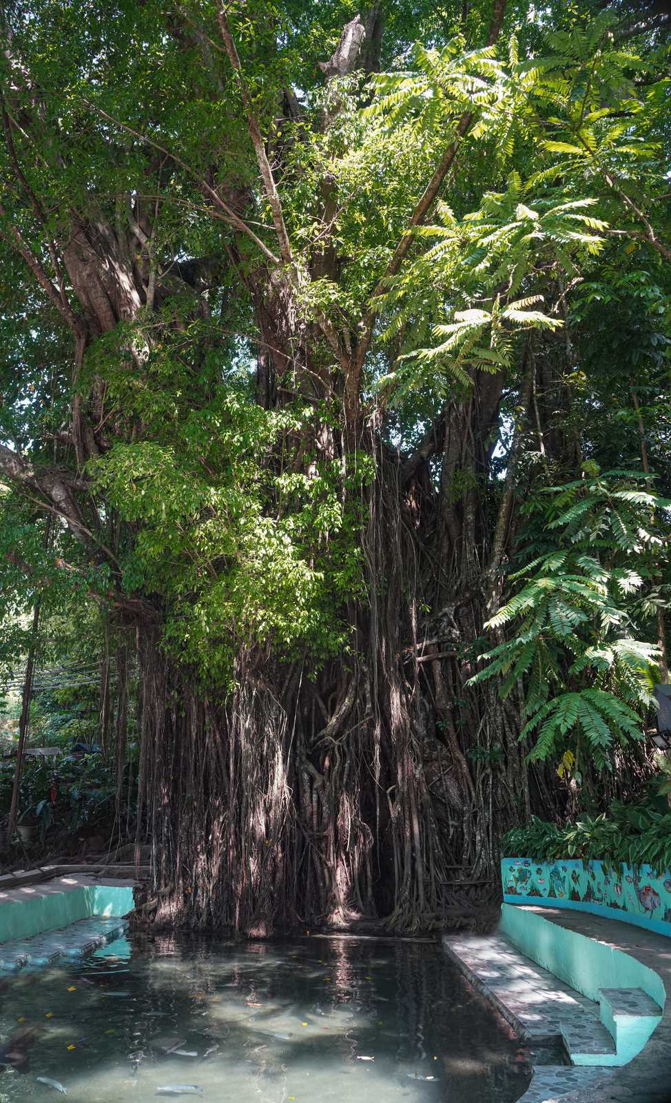 The old balete tree at Lazi above its spring-fed pool, roots curtaining down to the water.